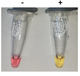 Crypto-HotShot LAMP Kit